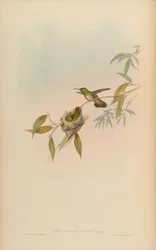 Amazilia versicolor
